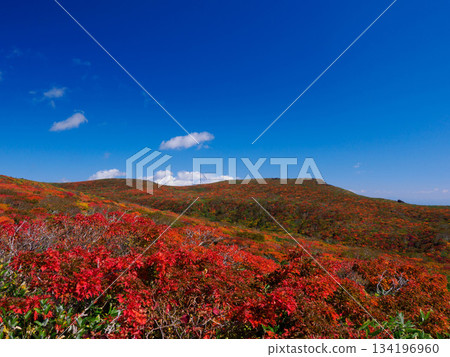 [Miyagi Prefecture] Autumn at Mount Higashikurikoma_God's Carpet_04 134196960