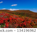 [Miyagi Prefecture] Autumn at Mount Higashikurikoma_God's Carpet_05 134196962