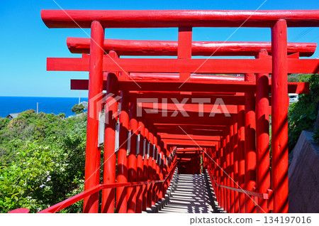 山口縣的元之隅神社,藍天白雲,陽光燦爛,紅色的鳥居構成了一幅美麗的景象。 山口縣的元之隅神社,藍天白雲,陽光燦爛,紅色的鳥居構成了一幅美麗的景象。 134197016