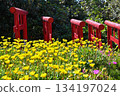 Motonosumi Shrine in Yamaguchi Prefecture, a beautiful sight with blue skies, summer sunshine, and the red torii gate 134197024