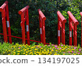 Motonosumi Shrine in Yamaguchi Prefecture, a beautiful sight with blue skies, summer sunshine, and the red torii gate 134197025