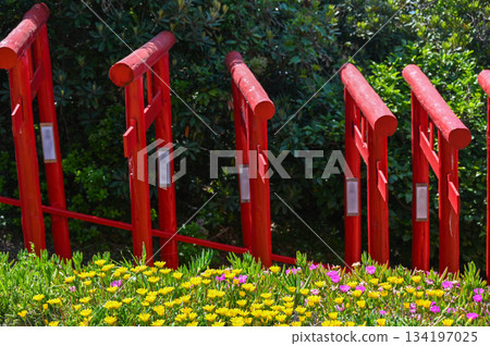 Motonosumi Shrine in Yamaguchi Prefecture, a beautiful sight with blue skies, summer sunshine, and the red torii gate 134197025