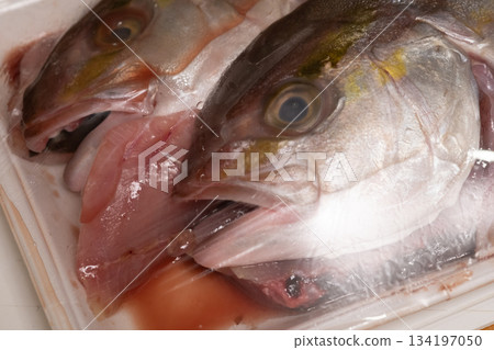 Image of a packed amberjack Image of a packed amberjack 134197050