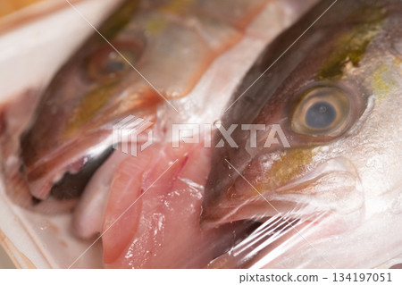 Image of a packed amberjack Image of a packed amberjack 134197051