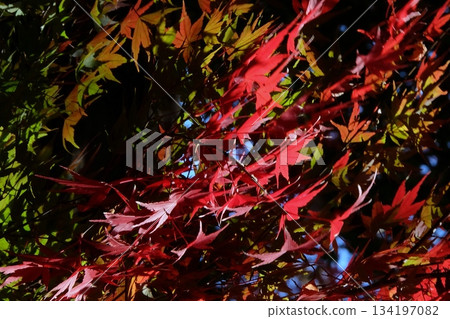 Autumnal gradation of green and red: leaves shining through the light 134197082