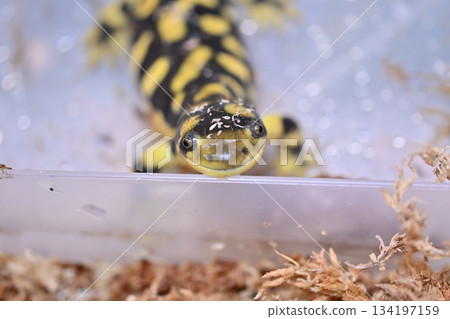 Tiger Salamander Tiger Salamander 134197159