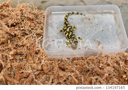 Tiger Salamander Tiger Salamander 134197165