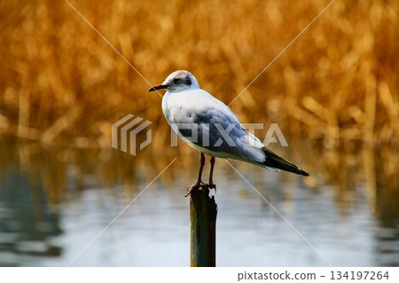 A black-headed gull stops at Chidorigafuchi, a famous cherry blossom spot... A black-headed gull stops at Chidorigafuchi, a famous cherry blossom spot... 134197264