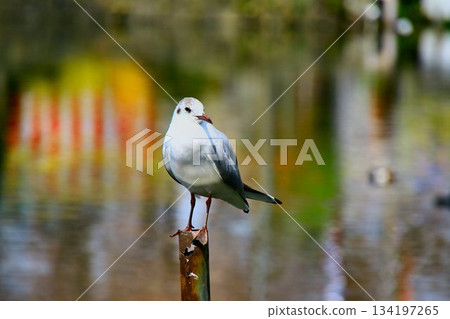 A black-headed gull stops at Chidorigafuchi, a famous cherry blossom spot... 134197265