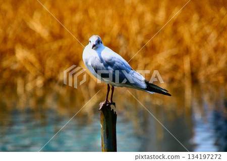A black-headed gull stops at Chidorigafuchi, a famous cherry blossom spot... A black-headed gull stops at Chidorigafuchi, a famous cherry blossom spot... 134197272