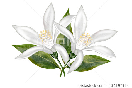 Lemon white flower watercolor. Hand drawn bud delicate. Clip art botanical on white background. Ideal for logo of tea and products from lemon 134197314