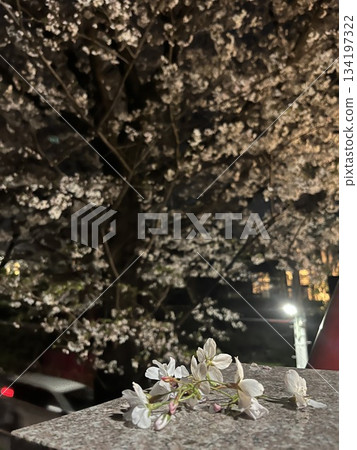 Scenery at Sakurazaka 134197322