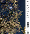 Cherry blossoms and the moon seen from below 134197323