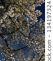 View of cherry blossoms at night from below 134197324