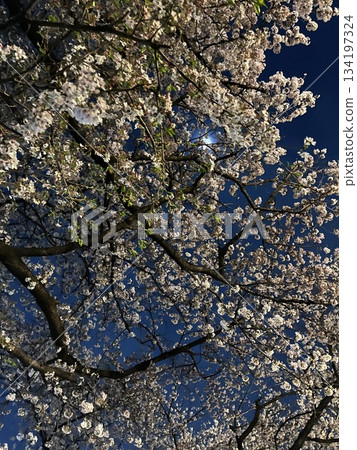 View of cherry blossoms at night from below View of cherry blossoms at night from below 134197324