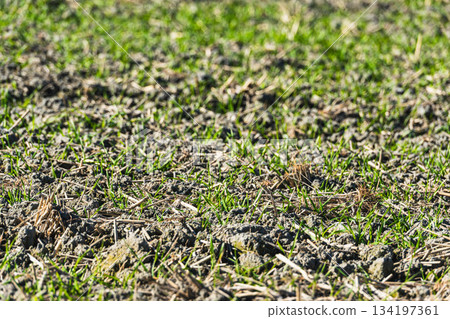 Young barley shoots growing in winter 134197361