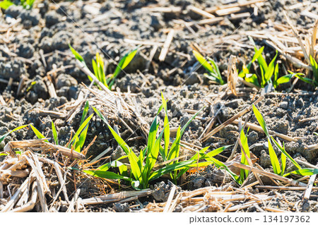 Wheat sprouts growing in winter 134197362