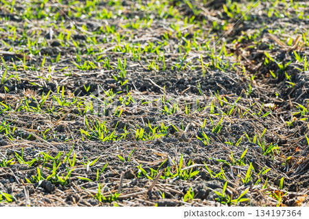 Wheat sprouts growing in winter 134197364
