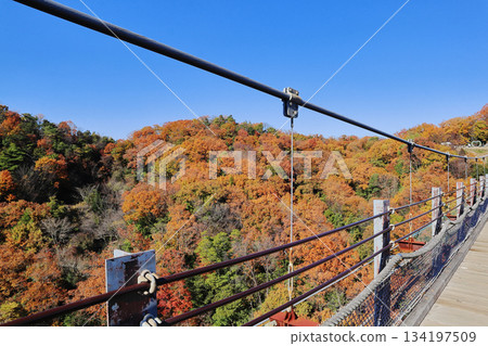 Star's swing and autumn leaves Star's swing and autumn leaves 134197509