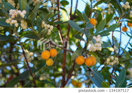 Close-up footage of an Arbutus unedo, commonly known as the Strawberry Tree, swaying gently in the breeze on a sunny day 134197517