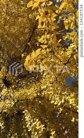銀杏葉的景色 134197534