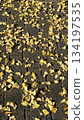 A road lined with ginkgo leaves 134197535