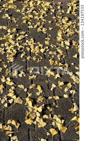 一條兩旁長滿銀杏葉的道路 一條兩旁長滿銀杏葉的道路 134197535