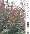 A landscape of maple trees 134197539