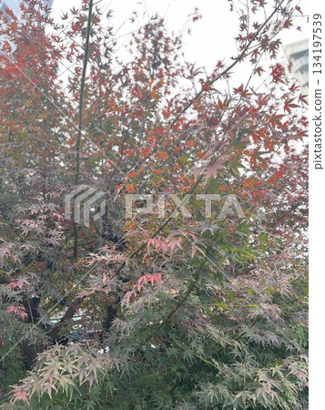 A landscape of maple trees A landscape of maple trees 134197539