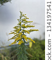 1 tall goldenrod 134197541