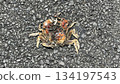 Poor Crab 134197543