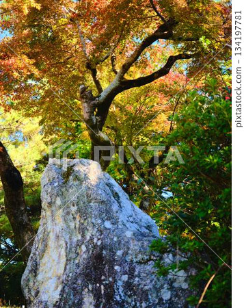 Kochi Prefecture Autumn leaves Kochi Prefecture Autumn leaves 134197781