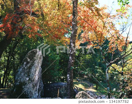 Kochi Prefecture Autumn leaves Kochi Prefecture Autumn leaves 134197782