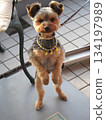 Yorkie standing 134197989