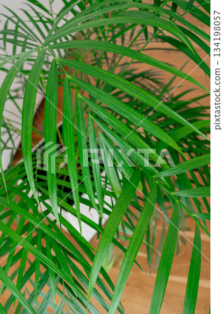 Bright green palm leaves fill the frame, showcasing natural texture and vibrant color. A clean indoor setting adds freshness and a decorative botanical feel to the image 134198057