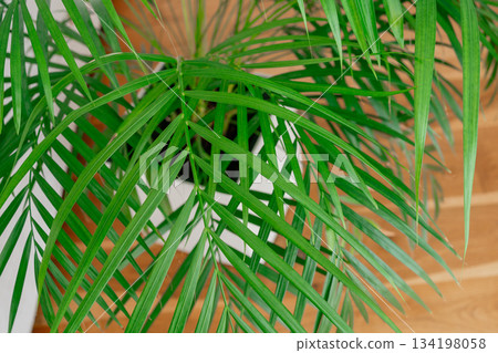 Close-up shot of green palm leaves with bright natural lighting. Detailed textured foliage creates a tropical, fresh atmosphere ideal for interior, nature and botanical themes Close-up shot of green palm leaves with bright natural lighting. Detailed textured foliage creates a tropical, fresh atmosphere ideal for interior, nature and botanical themes 134198058