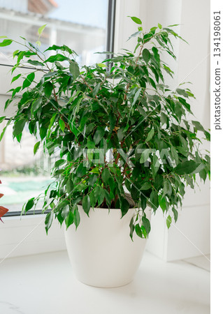 Large indoor ficus placed in a white pot near a bright window. Soft natural light emphasizes the healthy green leaves and brings a clean, cozy atmosphere to the modern home interior 134198061