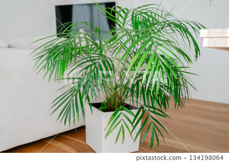 Indoor palm plant in a white pot standing in a bright modern room. Soft natural light enhances the fresh green leaves and brings a calm tropical accent to the interior 134198064