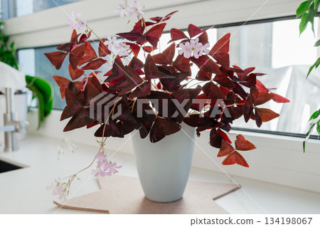 Indoor red oxalis plant in a white pot standing on a table near a window. The deep burgundy leaves and delicate light flowers create a warm botanical accent in a bright modern interior. Indoor red oxalis plant in a white pot standing on a table near a window. The deep burgundy leaves and delicate light flowers create a warm botanical accent in a bright modern interior. 134198067