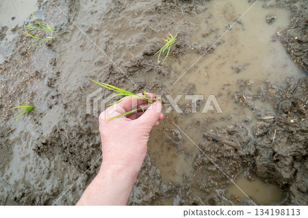 rice planting, paddy, rice plant 134198113