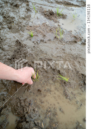 rice planting, paddy, rice plant 134198116