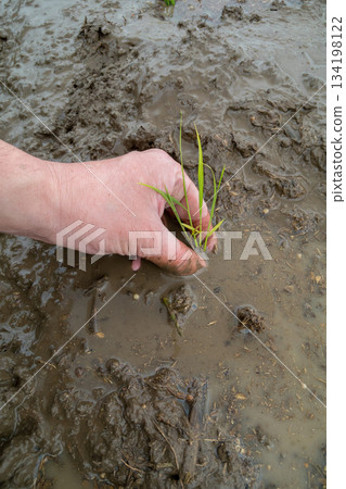 rice planting, paddy, rice plant 134198122