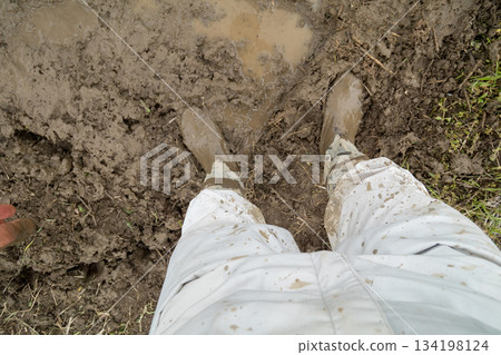rice planting, feet, paw 134198124
