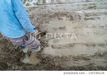 rice planting, paddy, rice crop 134198126