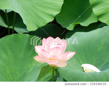 Lotus flower Lotus flower 134198135