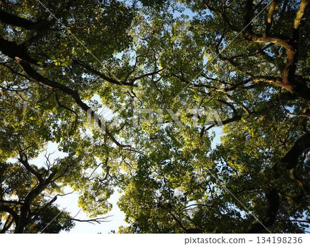 Itaoki-dong 134198236