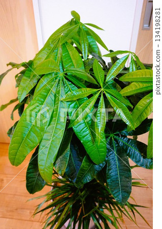 Pakira觀葉植物 134198281