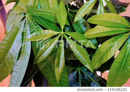 Pakira foliage plant Pakira foliage plant 134198282