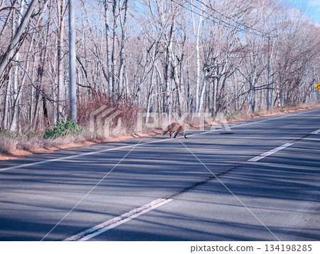 Red fox that came out on the road Red fox that came out on the road 134198285
