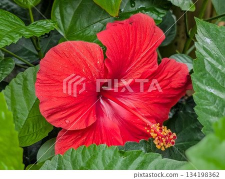 Red hibiscus flower with green leaves in the background. Red hibiscus flower with green leaves in the background. 134198362